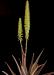 Aloe vera syn. barbabensis e.JPG